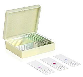 Glass Slides