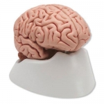 The Brain Model