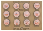 Animal Cell Meiosis