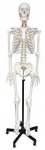 Human Skeleton Model