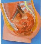 Female Reproductive System Model